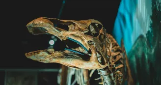 Exposition 'Les dinosaures'