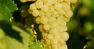 Vignoble Maxime PINARD