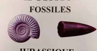 Exposition de fossiles