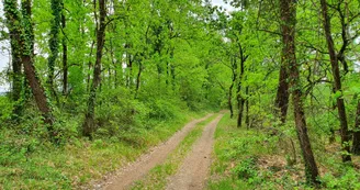 En forêt En forêt
