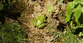 Grenouille-fontaine de Tonne