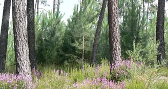 Circuit VTT N20 du lac Baron-Desqueyroux Montendre Chardes Vallet Pommiers 6