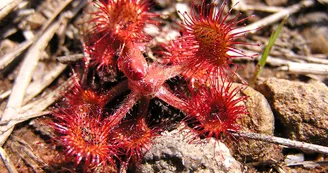 Circuit VTT Les Benissons N8 Soubran Boisredon tourbiere plantes carnivores 3