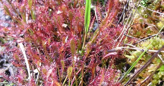 Circuit VTT Les Benissons N8 Soubran Boisredon tourbiere plantes carnivores 4