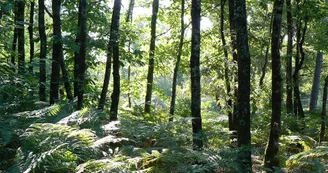 Circuit VTT N23 Les Trois Monts St Aigulin La Barde maison en torchis Boscamnant 3