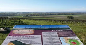Circuit VTT des distilleries N18 Archiac Vignoble du Cognac Lonzac vignes 4