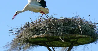 Circuit VTT La tour de Beaumont N15 St-Fort-sur-Gironde estuaire 6