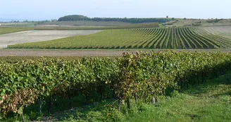 GPS Circuit VTC N5 Les coteaux Perignac Petite Champagne eglise Saint-Pierre 2