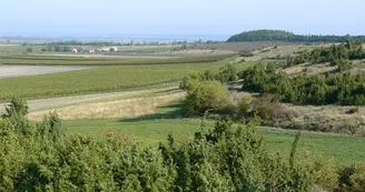 GPS Circuit VTC N5 Les coteaux Perignac Petite Champagne eglise Saint-Pierre 4