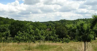 Circuit pedestre Petit Rhone N9 Mirambeau Haute-Saintonge 2