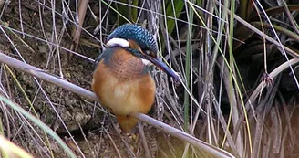 Circuit pedestre Pas de Turia N15a Boisredon Haute-Saintonge 2