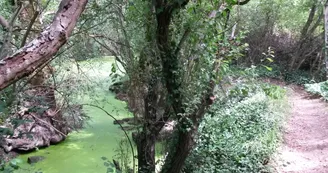Bras de la Charente Bras de la Charente