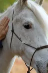 Centre équestre Les Poneys d'Aria