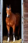 Poney découverte 17
