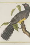 Exposition - Tangara, gélinotte et Cie - Oiseaux d'Amérique