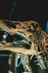 Exposition 'Les dinosaures'